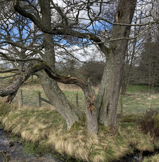 Alder near Ladys Well