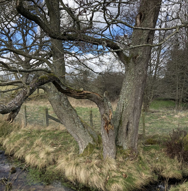 Alder near Ladys Well
