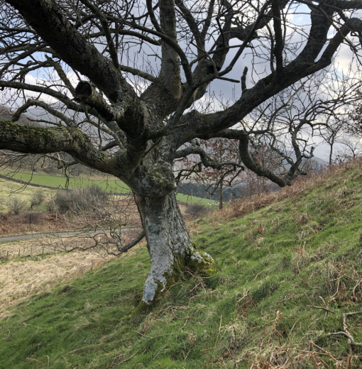 Trafalgar wood Ash Hethpool