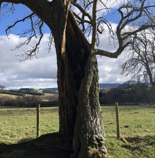 Oak Ladys well