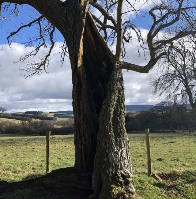 Oak Ladys well