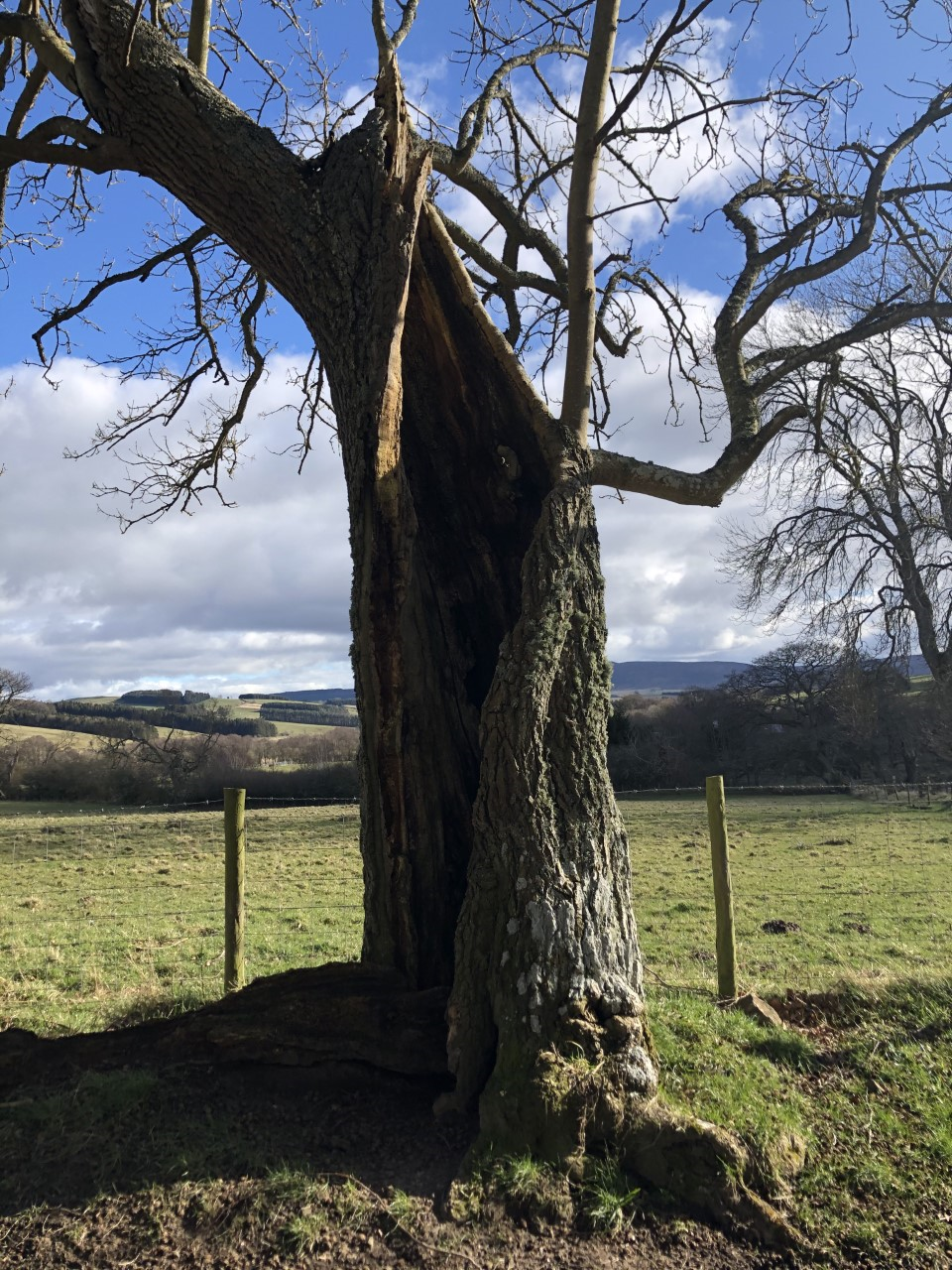 Oak Ladys well