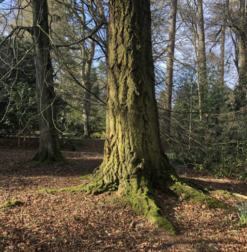 The Atholl Larch Wallington
