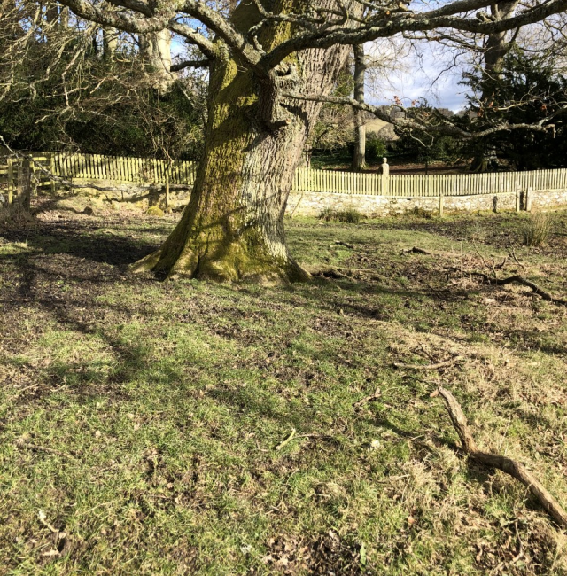 Oak near Ladys Well