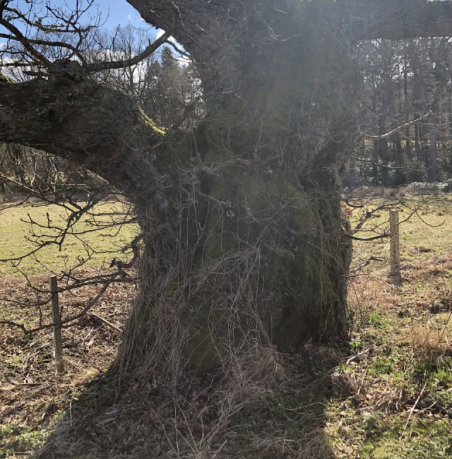 Oak at Harbottle