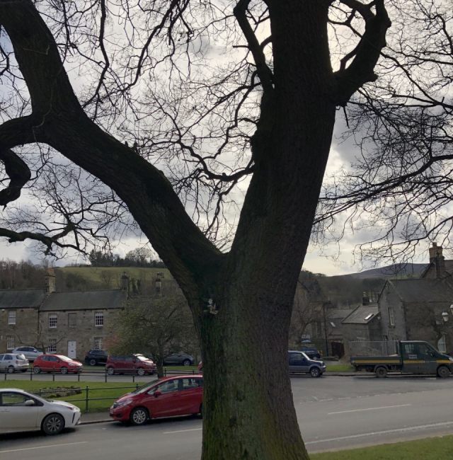 Oak Rothbury High st
