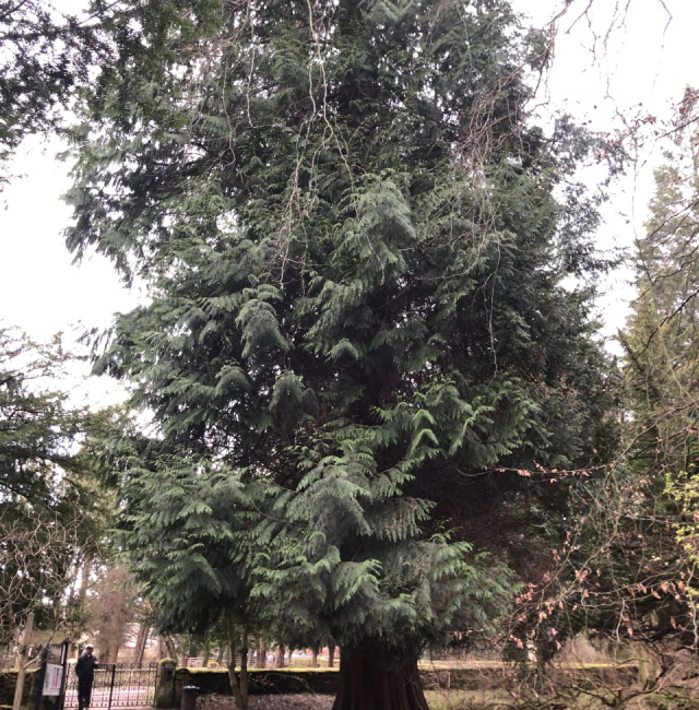 Thuja plicata Wallington (George Otto Tree)