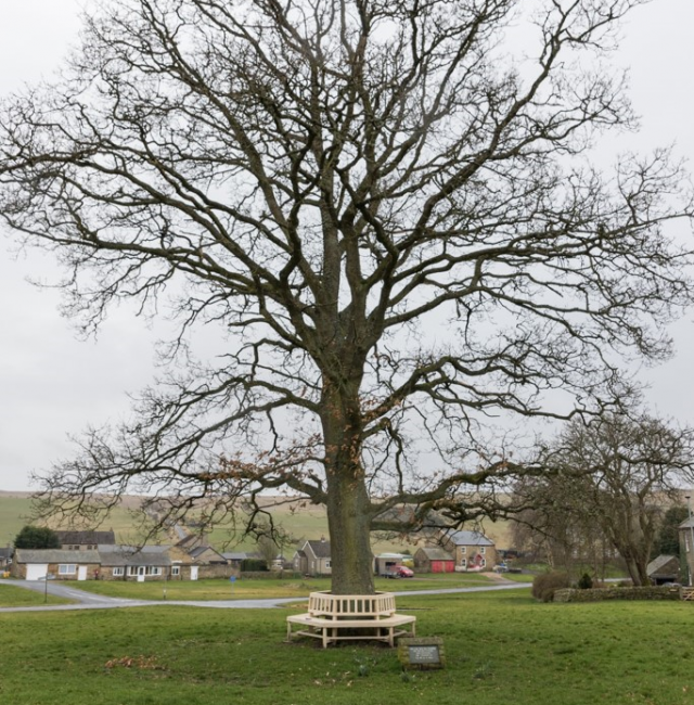 Commemorative Oak Elsdon