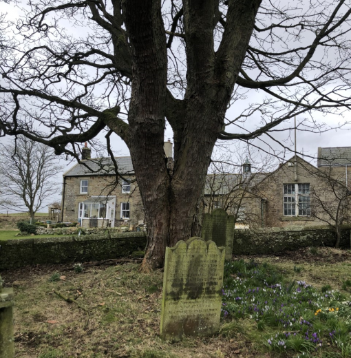Sycamore at St Cuthberts Elsdon