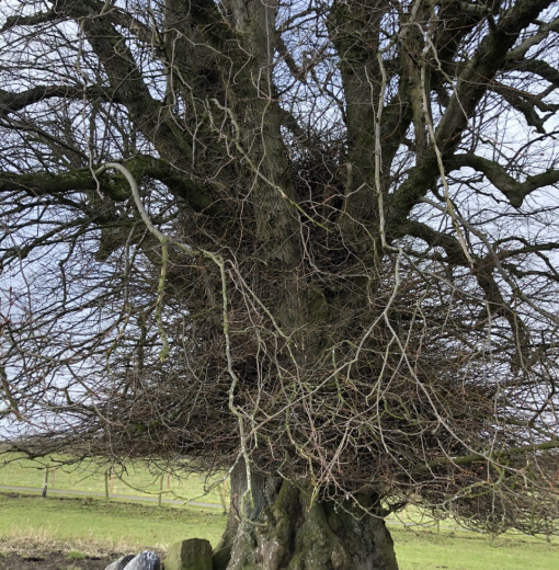 Capability Brown Lime Kirkharle