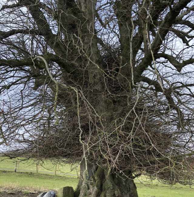 Capability Brown Lime Kirkharle