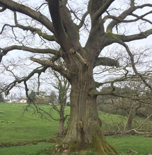 Woodland Oak Hexham