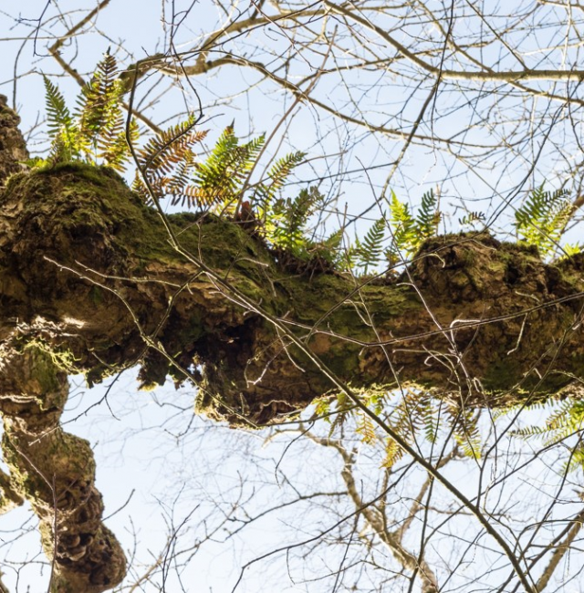 Arch Oak Hareshaw Linn Bellingham