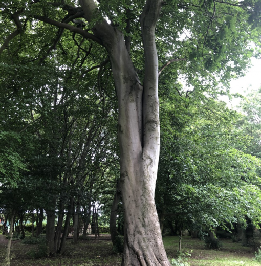 Beech Woolsington