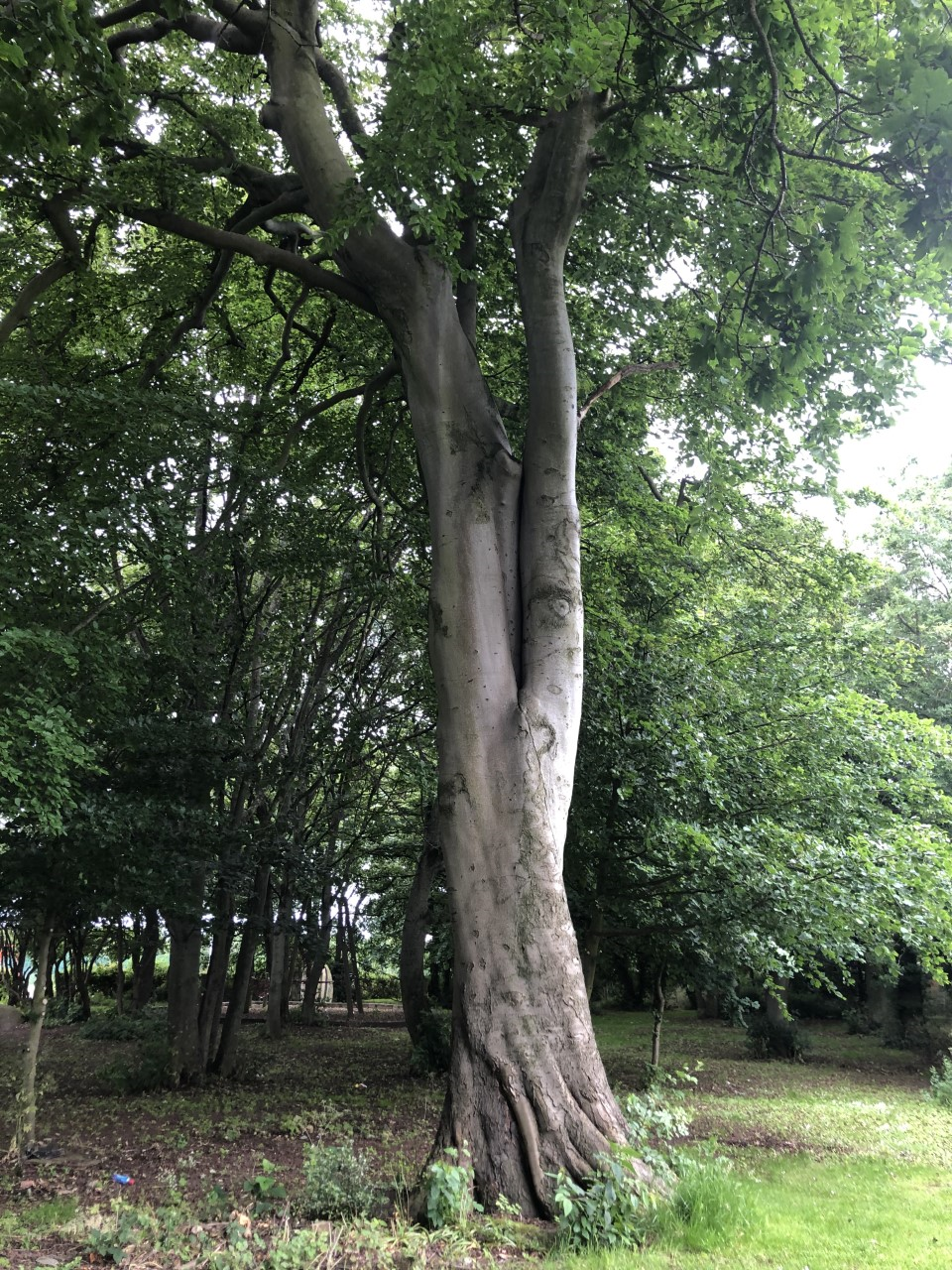 Beech Woolsington