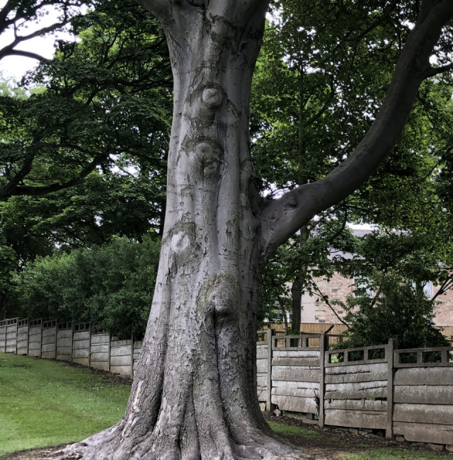 Choppington Beech