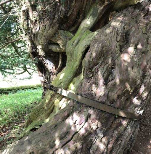 Beltingham Yew