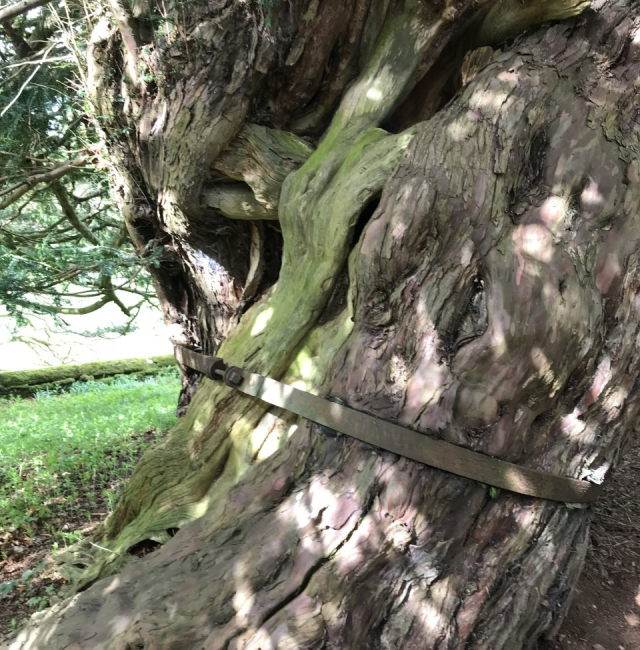 Beltingham Yew