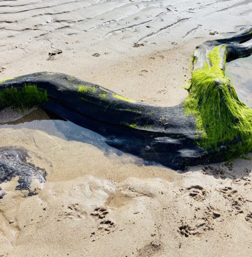 Doggerland Oak/Alder Forest (Submerged) Cresswell