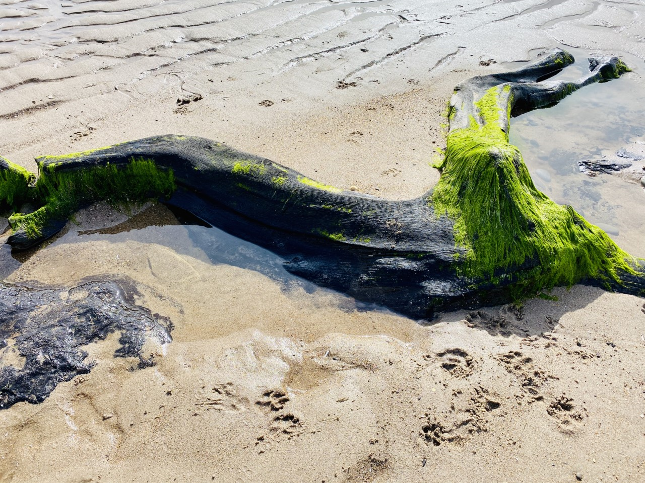 Doggerland Oak/Alder Forest (Submerged) Cresswell