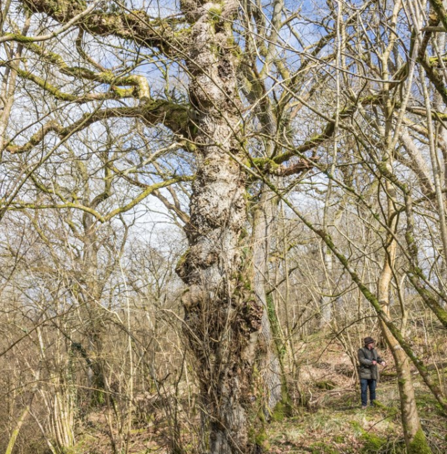 Ash Hareshaw Linn