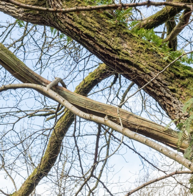 Leaning Oak Hareshaw Linn