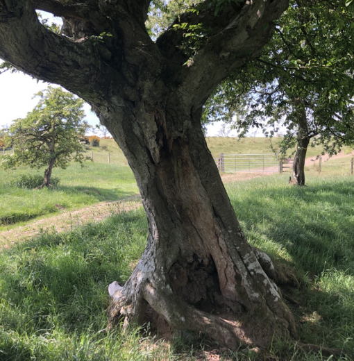 Hornbeam Newton on the Moor
