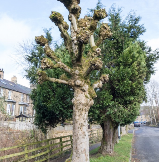 Pollarded Sycamore Bellingham