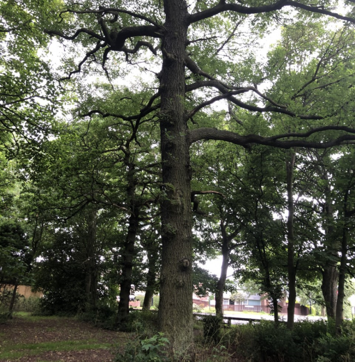 Sessile Oak Woolsington