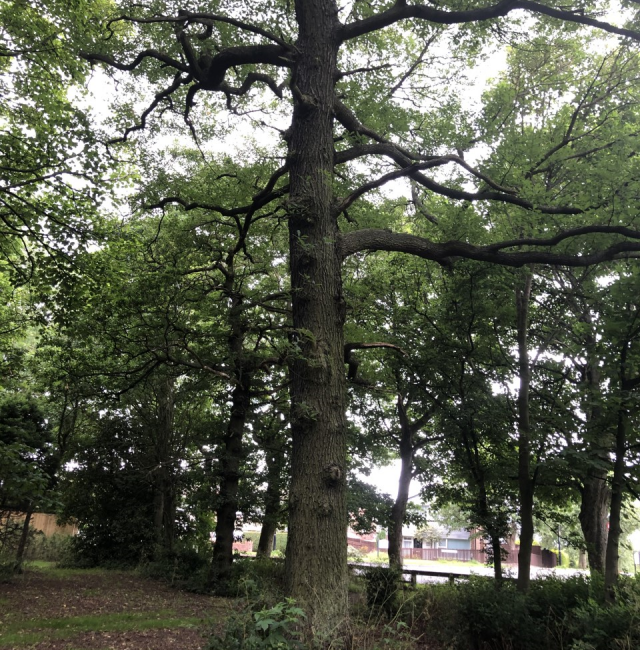 Sessile Oak Woolsington