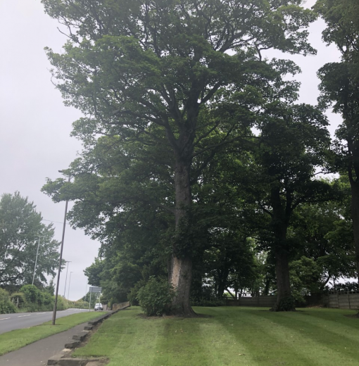 Sycamore Choppington
