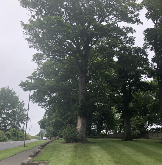 Sycamore Choppington