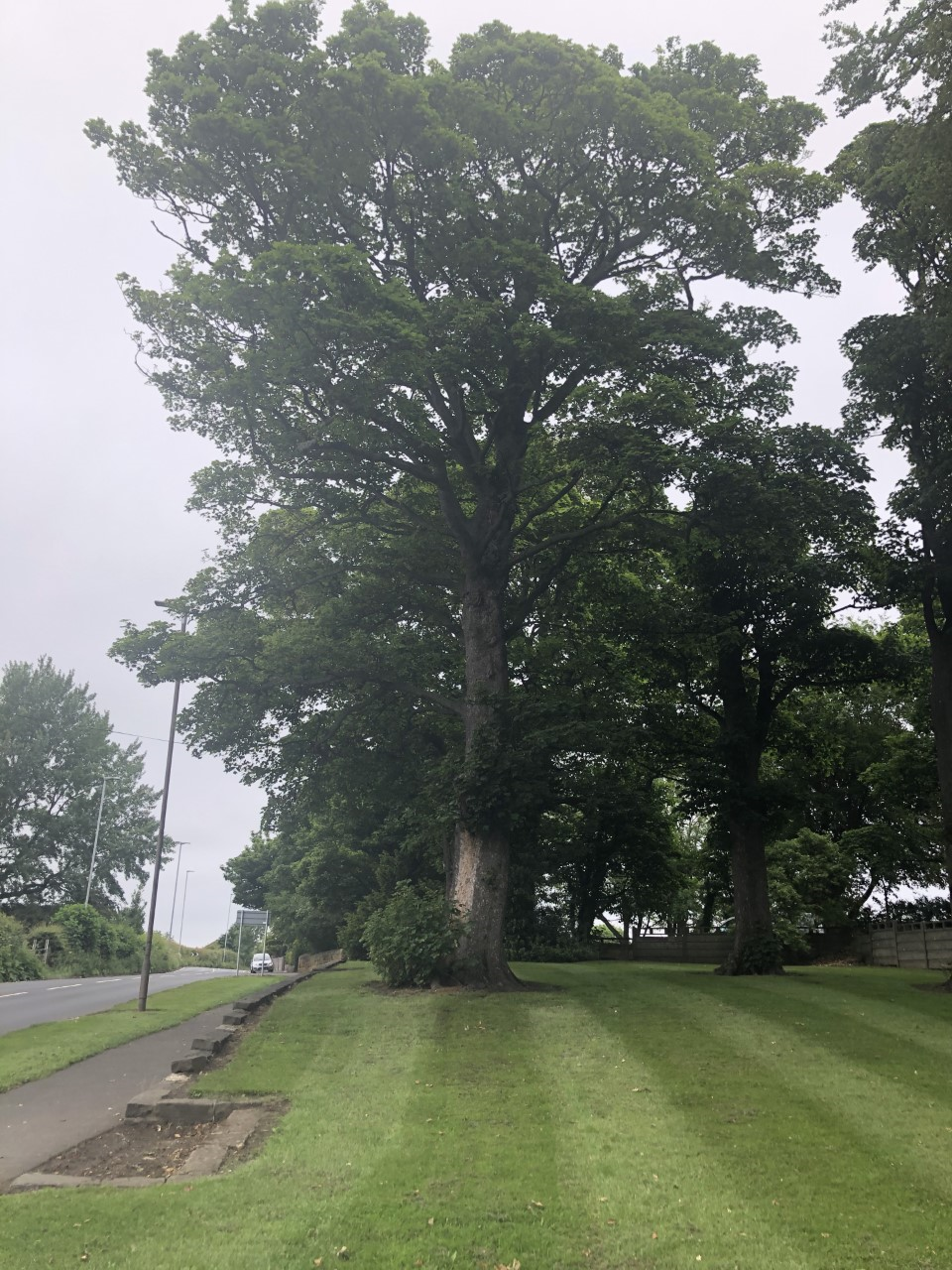 Sycamore Choppington