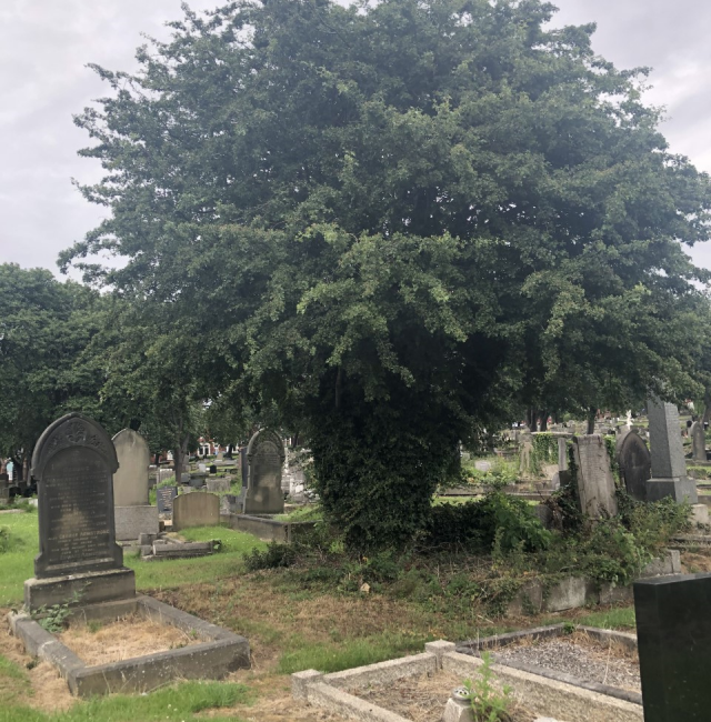 Hawthorn St Johns Elswick