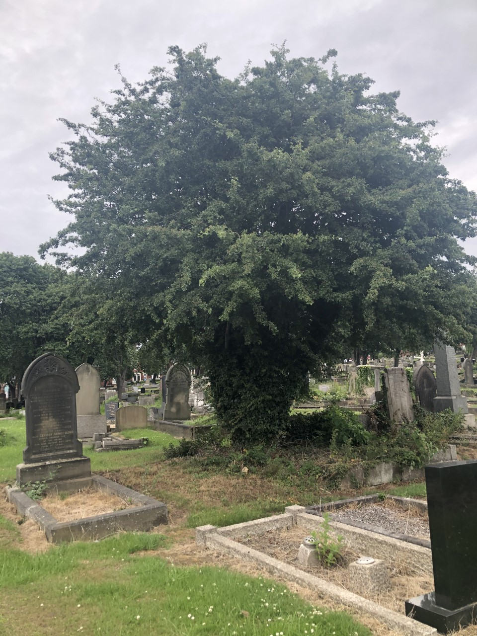 Hawthorn St Johns Elswick