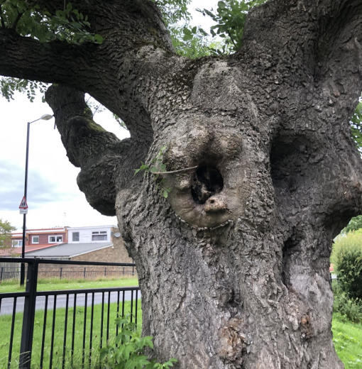 Ancient Ash Woolsington