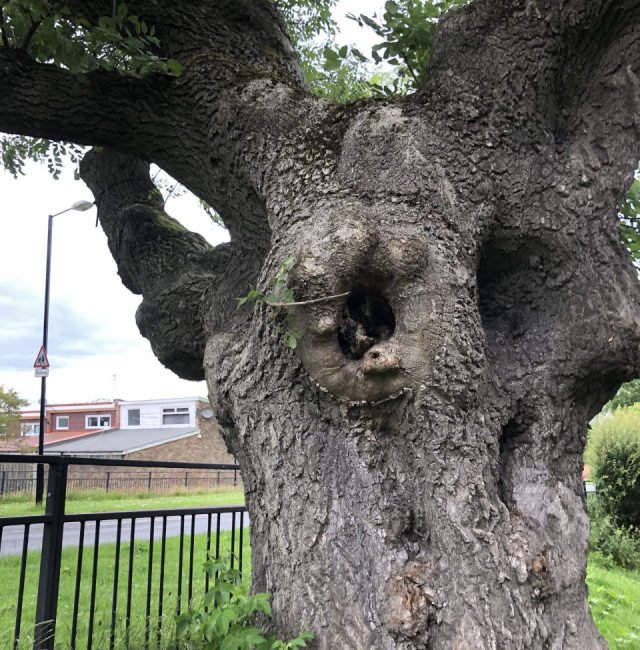 Ancient Ash Woolsington