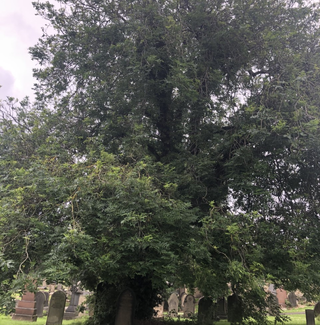Weeping Ash St Johns Elswick