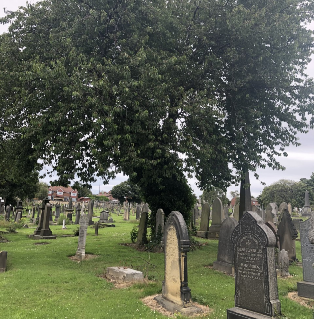 Cherry St Johns Elswick