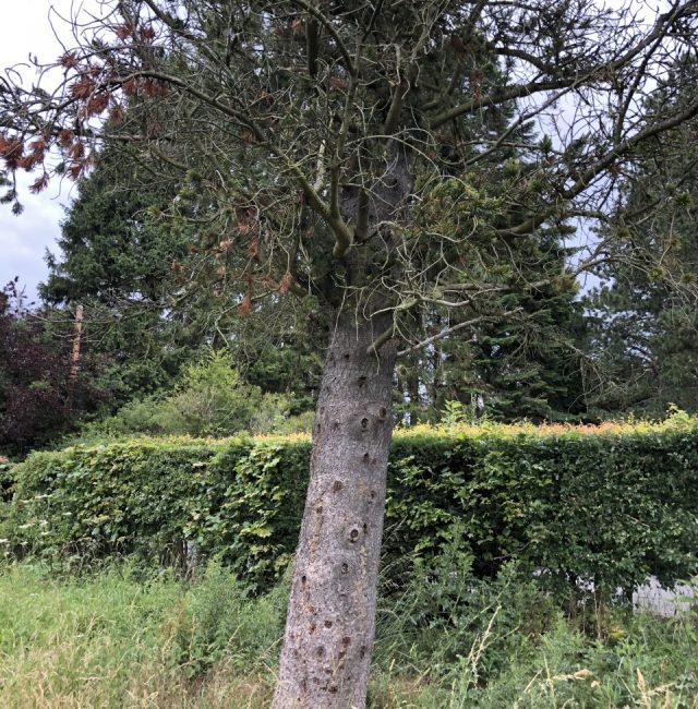 Foxtail Pine Stocksfield