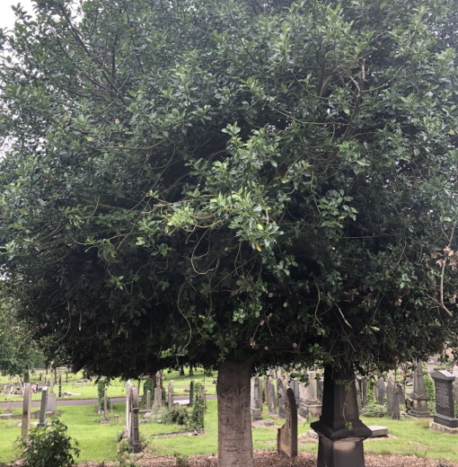 Holly St Johns Elswick