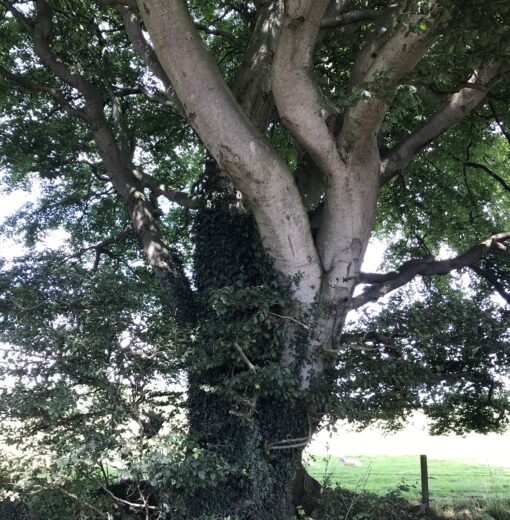 Codlaw Beech