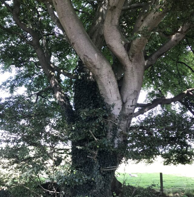 Codlaw Beech