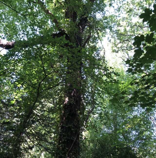 Woolsington Woodland Oak
