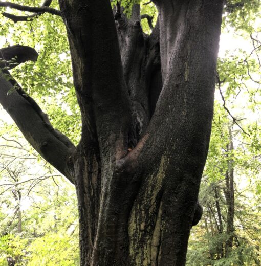 Beech Armstrong Park