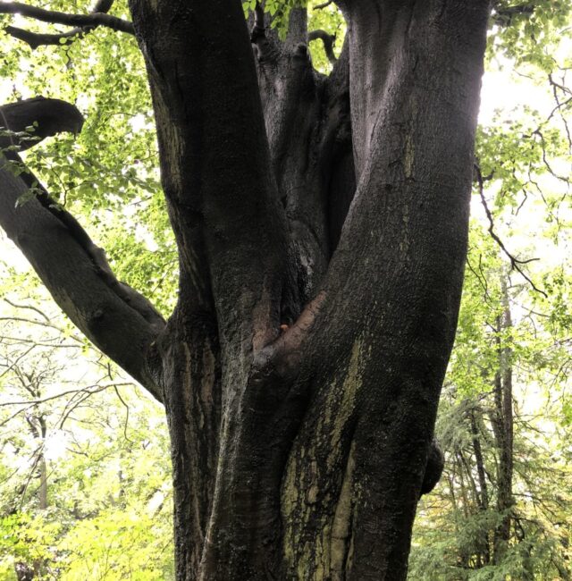 Beech Armstrong Park