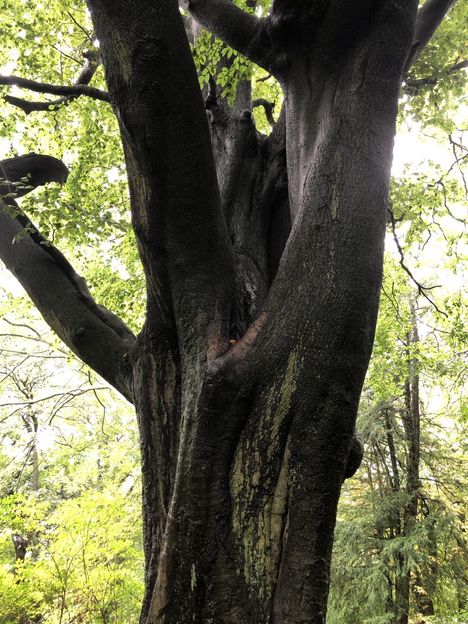 Beech Armstrong Park