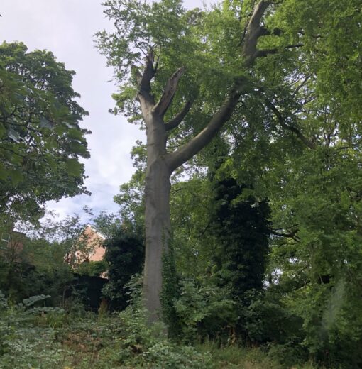 Beech Wallsend Hall