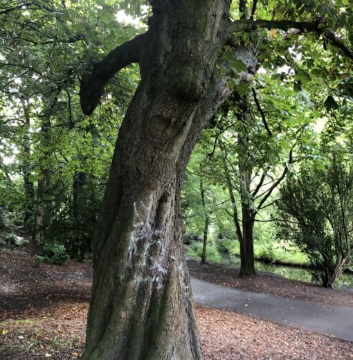 Horse Chestnut Wallsend Hall