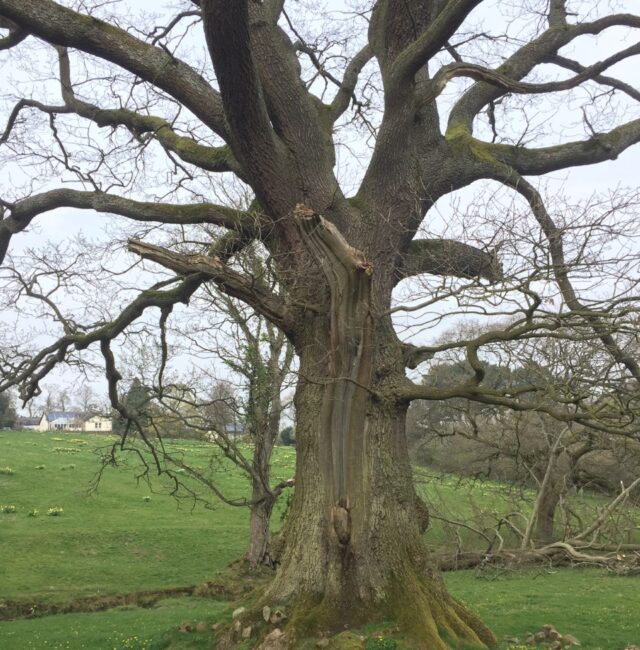 Oak Hexham
